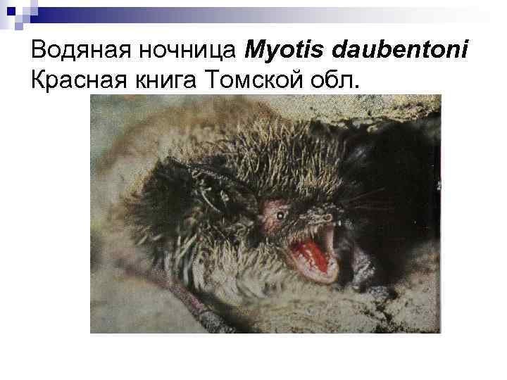 Водяная ночница Myotis daubentoni Красная книга Томской обл. 