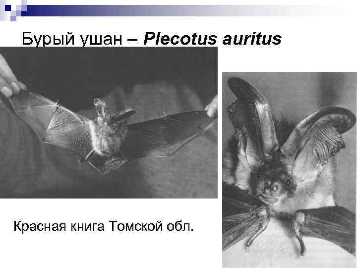 Бурый ушан – Plecotus auritus Красная книга Томской обл. 