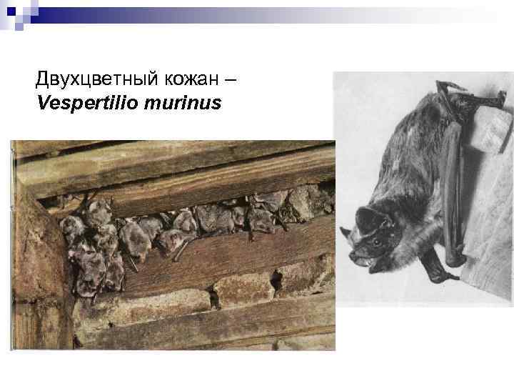 Двухцветный кожан – Vespertilio murinus 