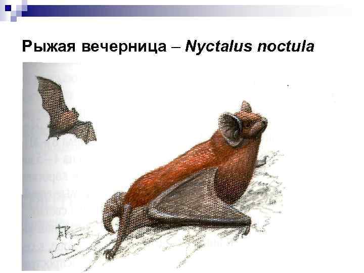 Рыжая вечерница – Nyctalus noctula 