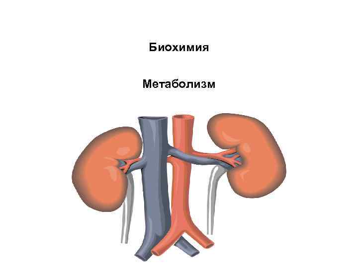 Биохимия Метаболизм 