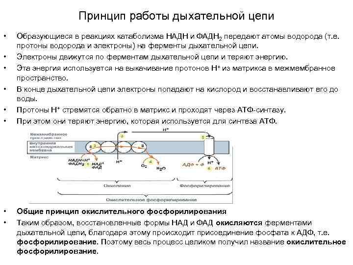 Принцип цепи