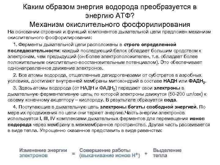 Каким образом энергия водорода преобразуется в энергию АТФ? Механизм окислительного фосфорилирования На основании строения