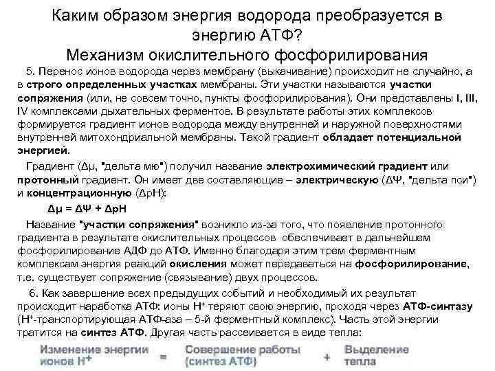 Каким образом энергия водорода преобразуется в энергию АТФ? Механизм окислительного фосфорилирования 5. Перенос ионов