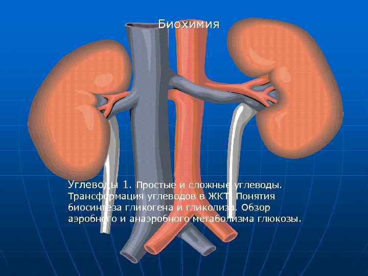 Биохимия Углеводы 1. Простые и сложные углеводы. Трансформация углеводов в ЖКТ. Понятия биосинтеза гликогена