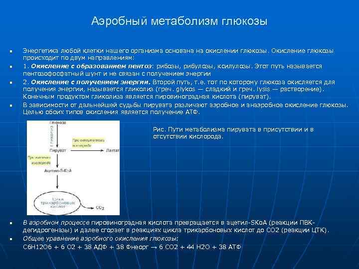 Частью энергетического обмена является процесс окисления глюкозы