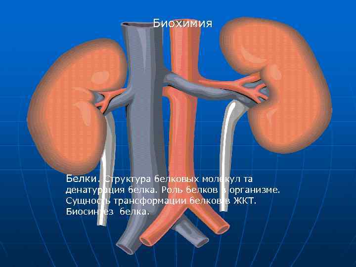 Биохимия Белки. Структура белковых молекул та денатурация белка. Роль белков в организме. Сущность трансформации