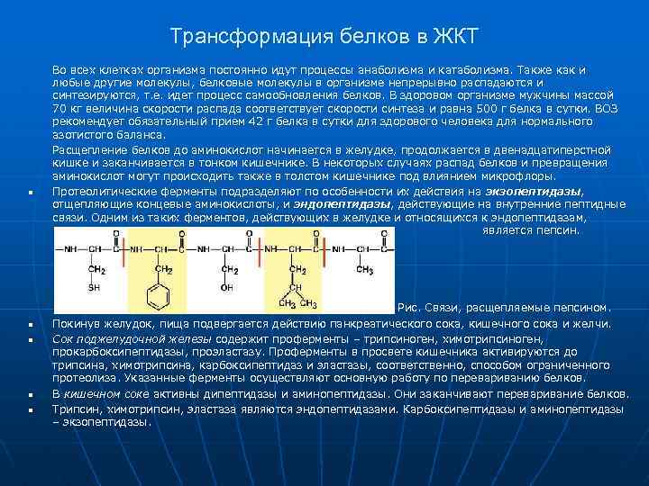 Трансформация белков в ЖКТ n n n Во всех клетках организма постоянно идут процессы