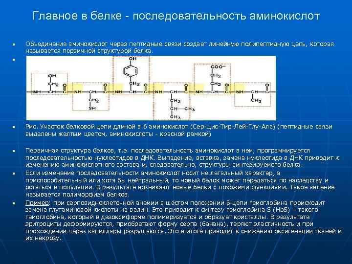 Главное в белке - последовательность аминокислот n n n Объединение аминокислот через пептидные связи