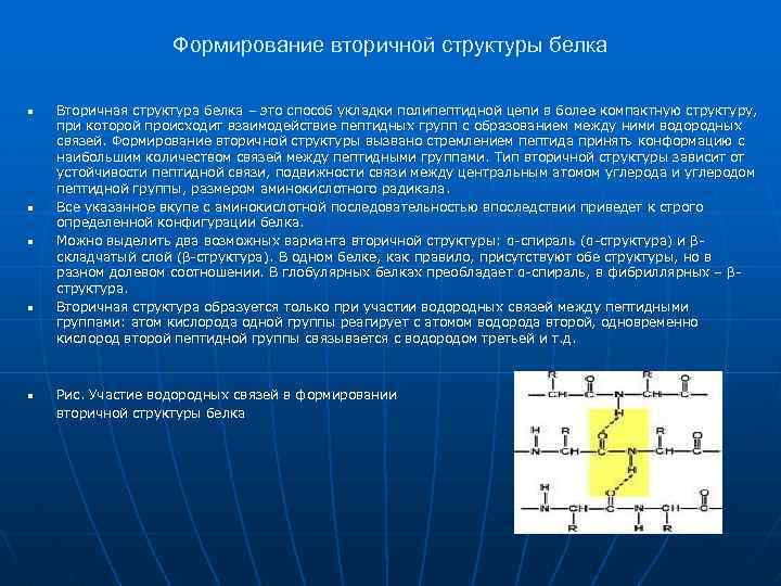 Формирование вторичной структуры белка n n n Вторичная структура белка – это способ укладки