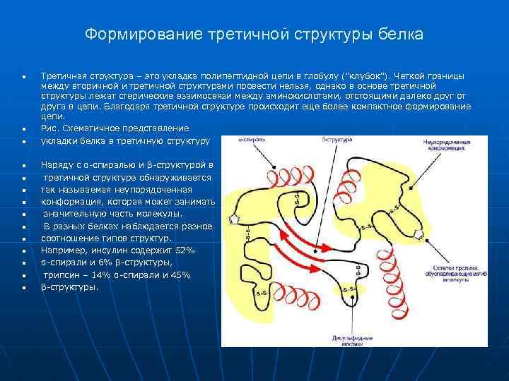 Формирование структуры белка