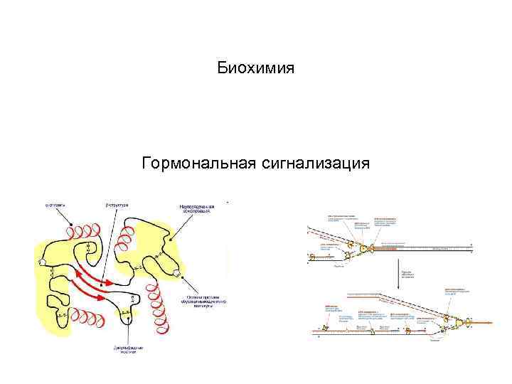 Биохимия Гормональная сигнализация 