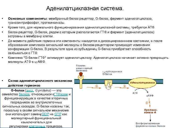 Аденилатциклазная система схема