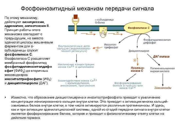 Гормондар биохимиясы презентация