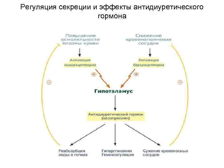 Регуляция секреции и эффекты антидиуретического гормона 