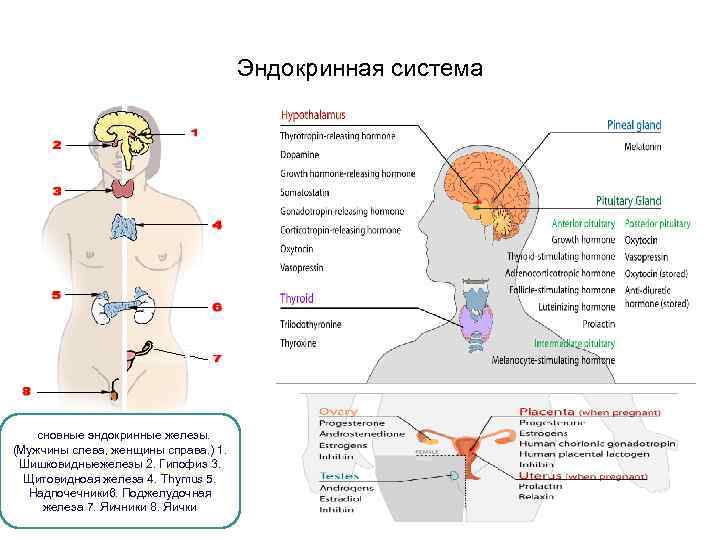 Эндокринная система Основные эндокринные железы. (Мужчины слева, женщины справа. ) 1. Шишковидныежелезы 2. Гипофиз