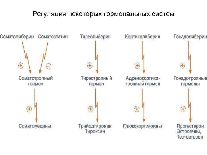 Регуляция некоторых гормональных систем 