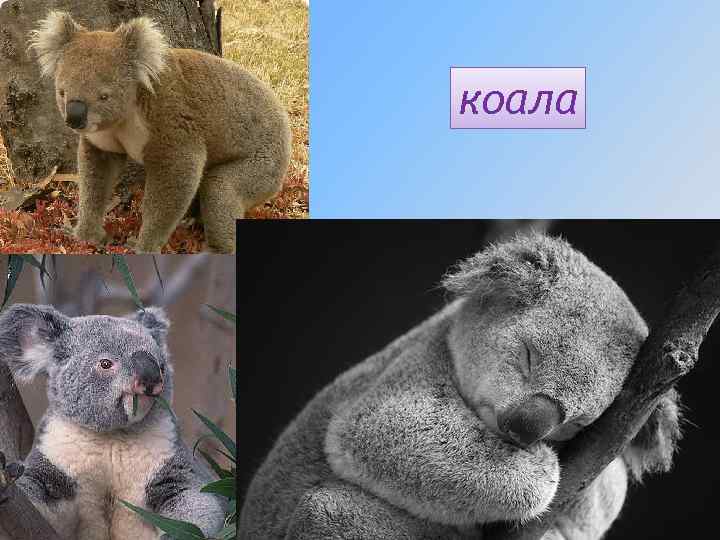 коала 