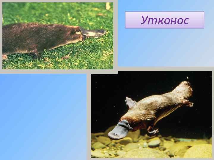 Утконос 