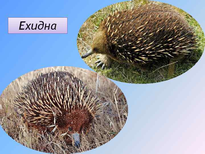 Ехидна 