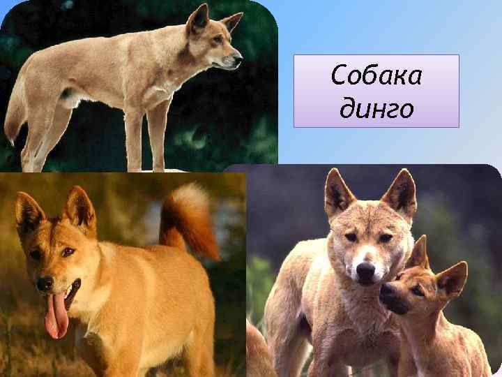 Собака динго 