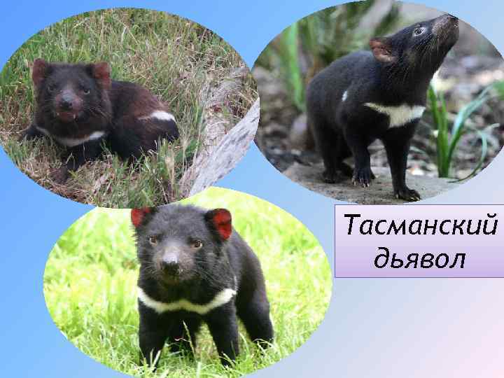 Тасманский дьявол 