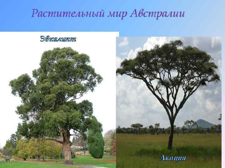 Растительный мир Австралии Эвкалипт Акация 