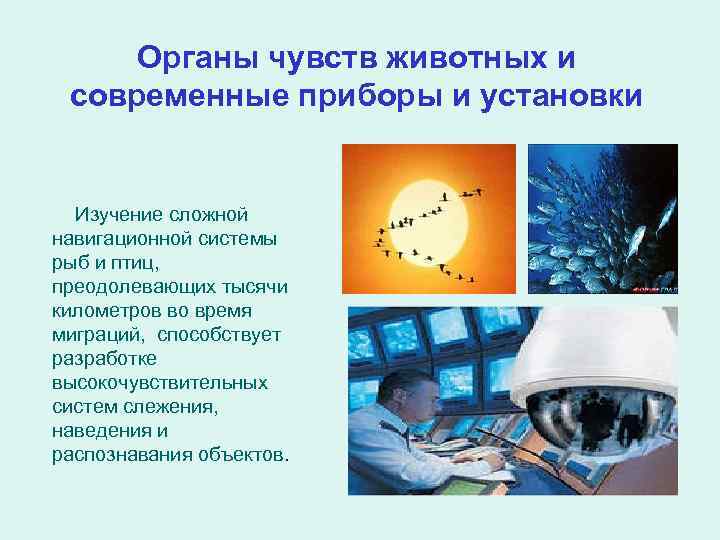 Органы чувств животных и современные приборы и установки Изучение сложной навигационной системы рыб и
