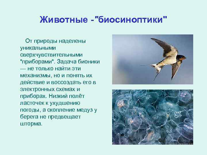 Животные -"биосиноптики" От природы наделены уникальными сверхчувствительными "приборами". Задача бионики — не только найти