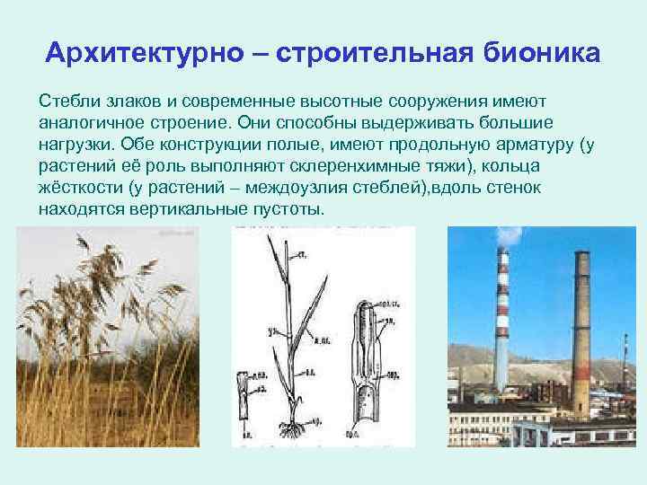 Архитектурно – строительная бионика Стебли злаков и современные высотные сооружения имеют аналогичное строение. Они