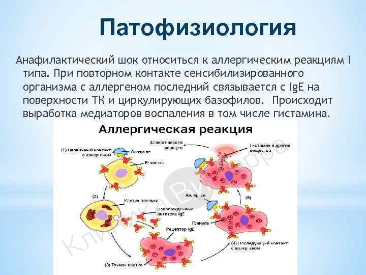 Патофизиология Анафилактический шок относиться к аллергическим реакциям I типа. При повторном контакте сенсибилизированного организма