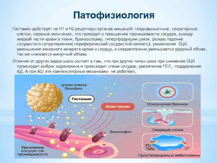 Патофизиология Гистамин действует на Н 1 и Н 2 рецепторы органов мишеней: гладкомышечные, секреторные