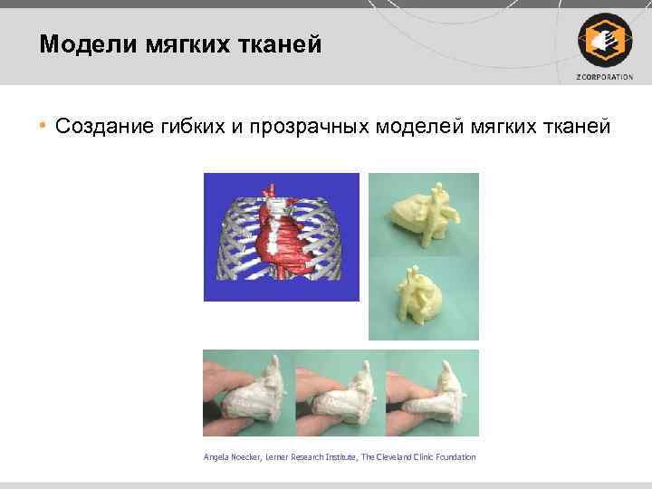 Модели мягких тканей • Создание гибких и прозрачных моделей мягких тканей Angela Noecker, Lerner