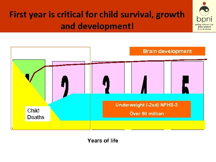 First year is critical for child survival, growth and development! Brain development Underweight (-2