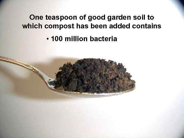 One teaspoon of good garden soil to which compost has been added contains •