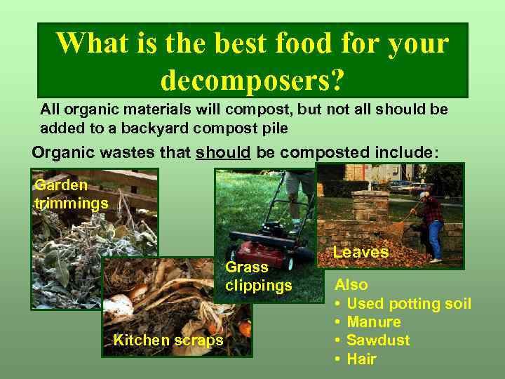 What is the best food for your decomposers? All organic materials will compost, but