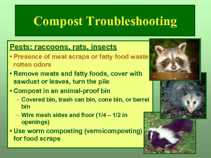 Compost Troubleshooting Pests: raccoons, rats, insects • Presence of meat scraps or fatty food
