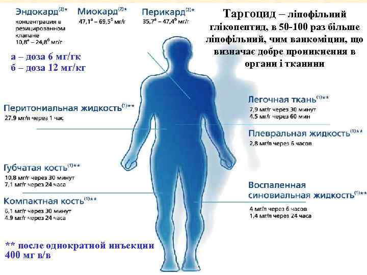 Таргоцид – ліпофільний а – доза 6 мг/гк б – доза 12 мг/кг **