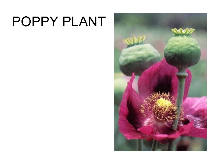 POPPY PLANT 