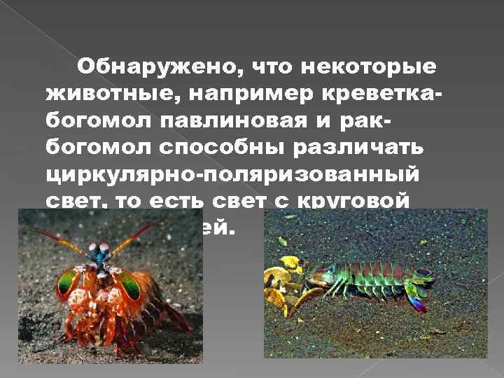 Обнаружено, что некоторые животные, например креветкабогомол павлиновая и ракбогомол способны различать циркулярно-поляризованный свет, то
