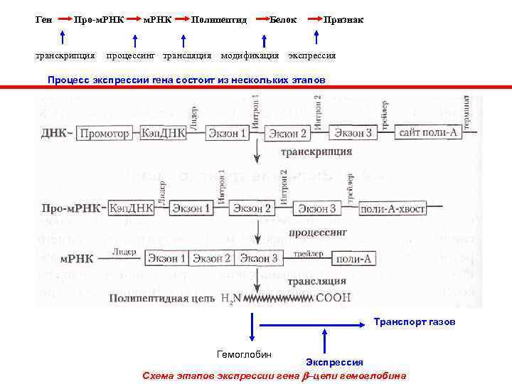 Транскрипция генома. Схема транскрипции Гена эукариот. Процессы транскрипции белка схема. Схема структуры Гена и процессинга ИРНК. Этапы транскрипции процессинг.