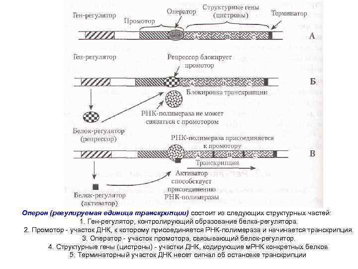 Участки структурного гена. Строение оперона эукариот. Структура оперона прокариот. Схема транскрипции Гена эукариот. Ген регулятор промотор схема.