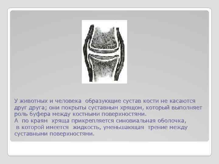 У животных и человека образующие сустав кости не касаются друга; они покрыты суставным хрящом,