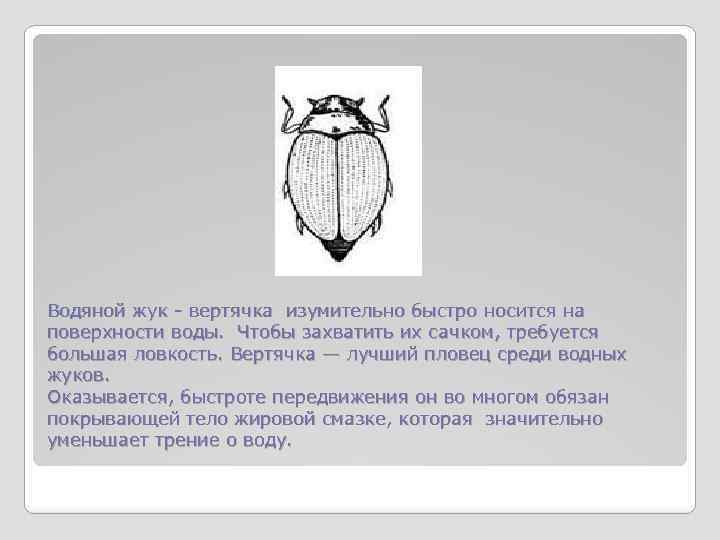 Водяной жук - вертячка изумительно быстро носится на поверхности воды. Чтобы захватить их сачком,