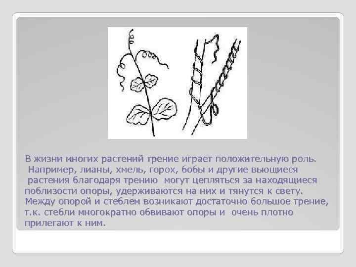 В жизни многих растений трение играет положительную роль. Например, лианы, хмель, горох, бобы и
