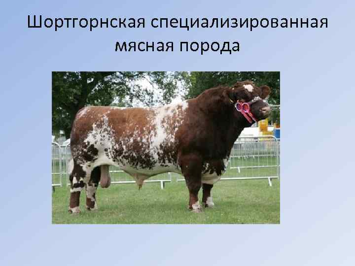 Шортгорнская специализированная мясная порода 