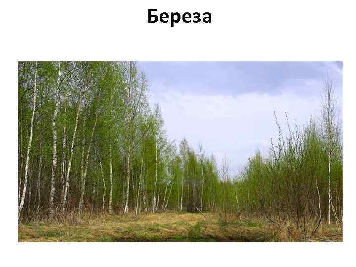 Береза 