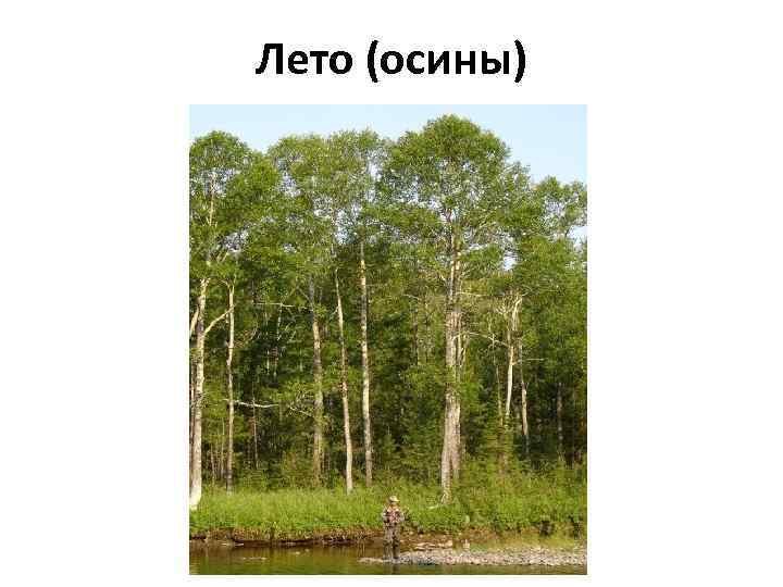 Лето (осины) 
