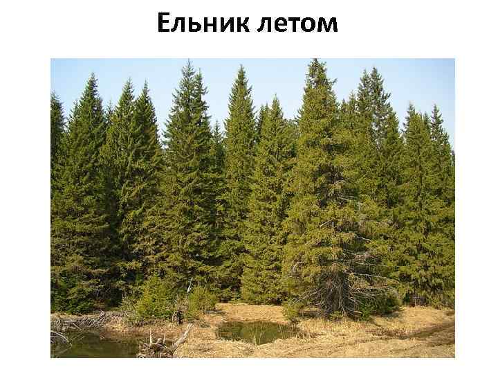 Ельник летом 