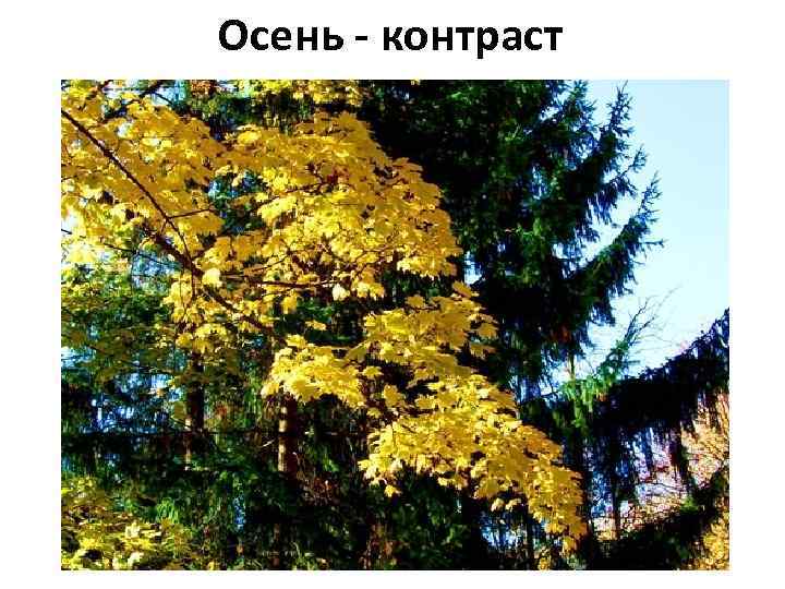 Осень - контраст 